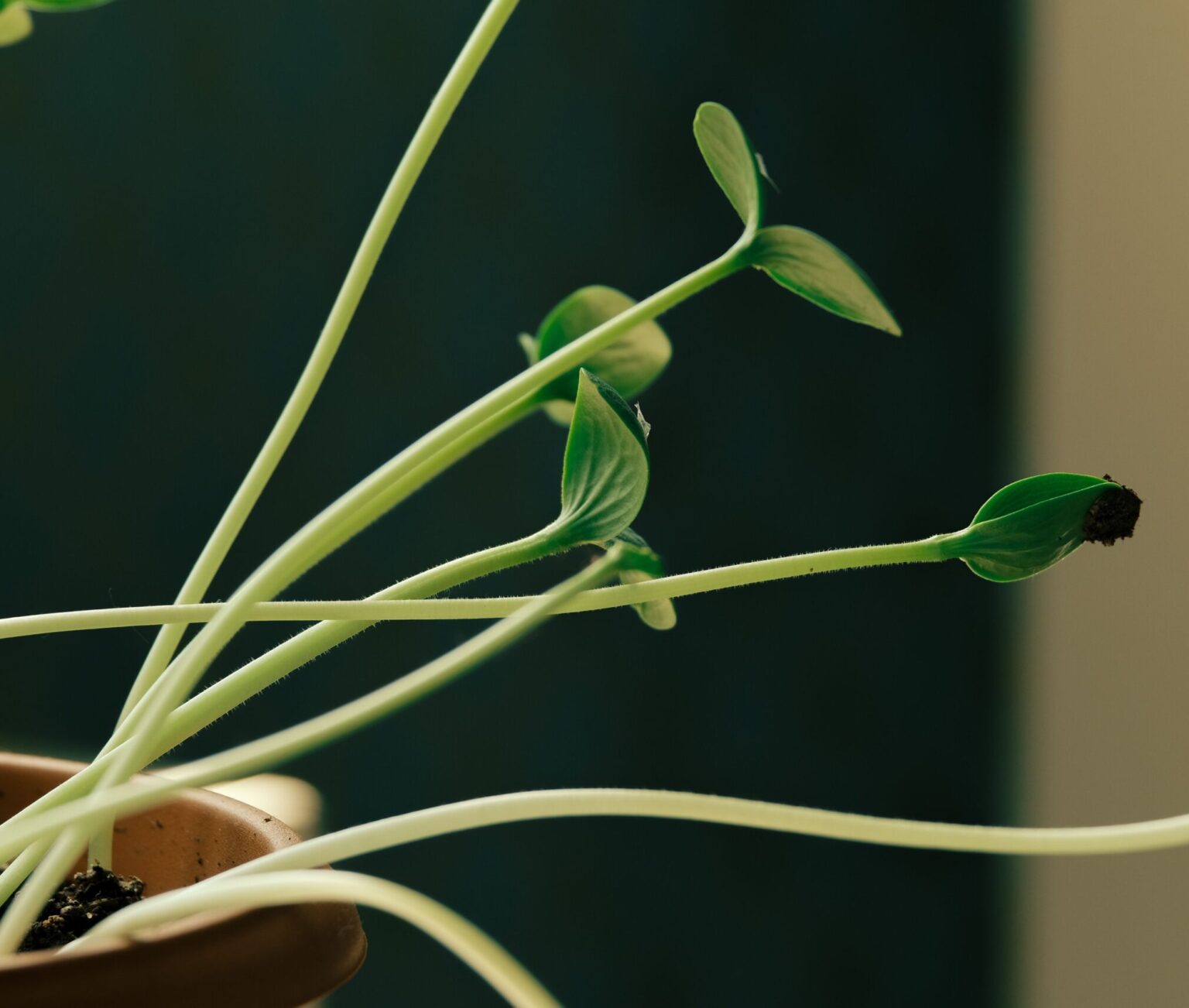 Detailed view of a sprouting plant in a pot with fresh leaves under soft lighting.