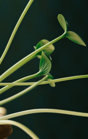 Detailed view of a sprouting plant in a pot with fresh leaves under soft lighting.